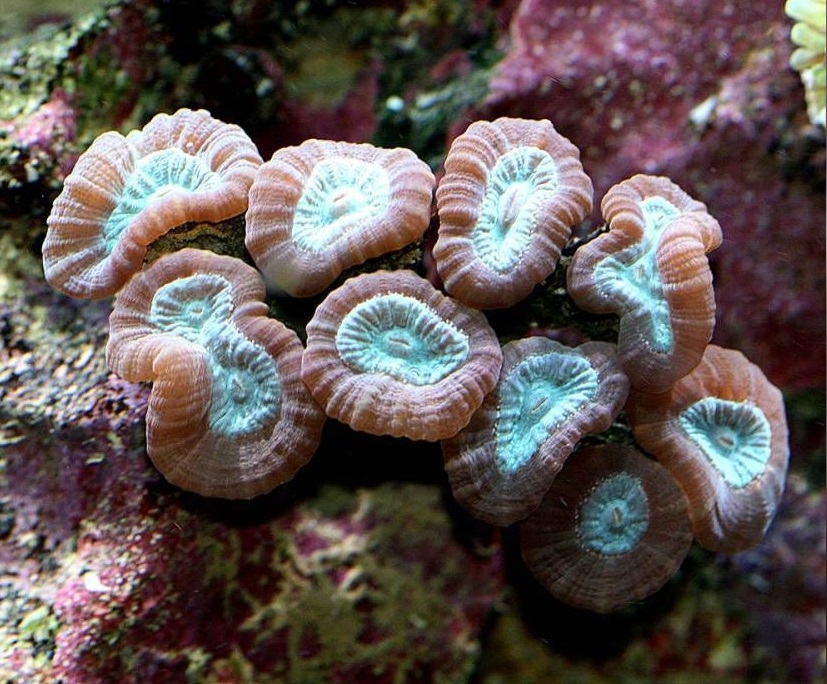 Caulastrea echinulata - Trompetenkoralle 