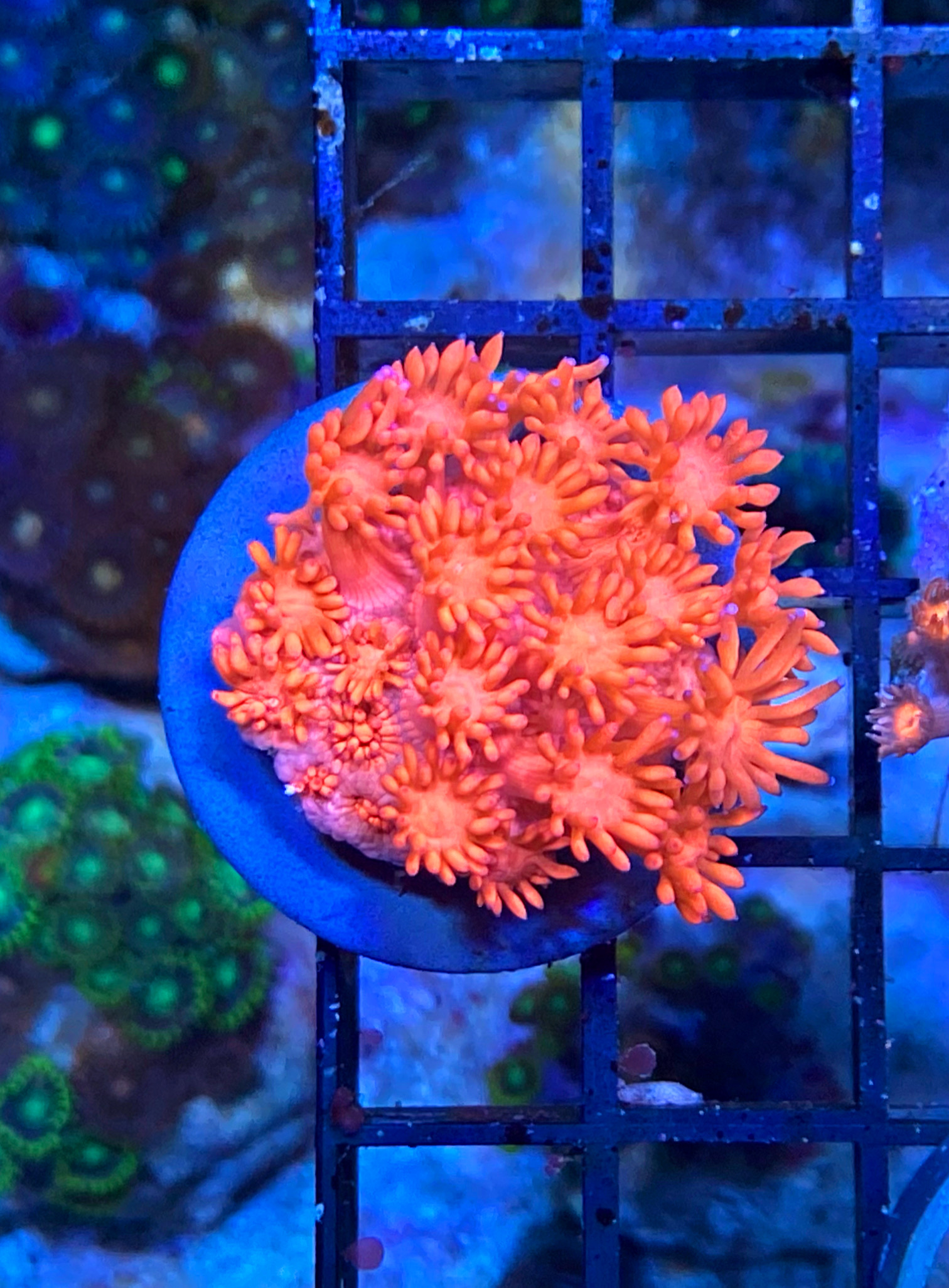 Goniopora lobata Margerittenkoralle - Ultra red/pink NZ