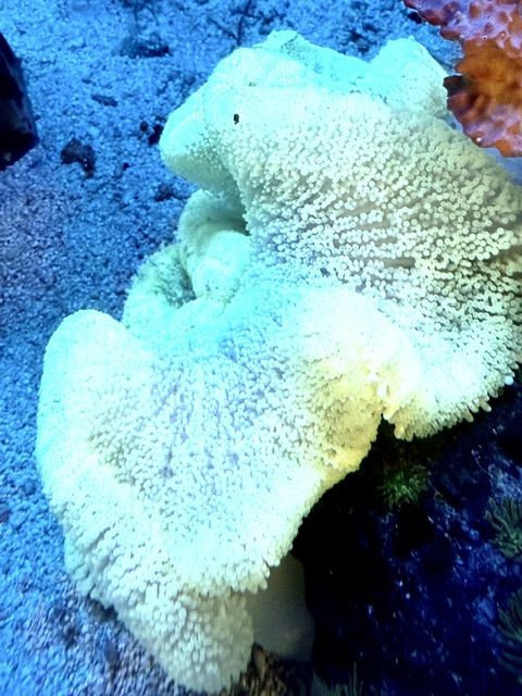 Stichodactyla haddoni - Teppichanemone - Yellow carpet  