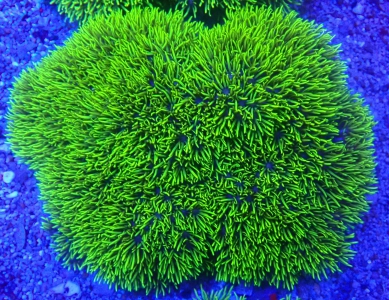 Clavularia sp. Star Polyp Metallic  Mix  Röhrenkoralle WYSIWYg C10 Kopie