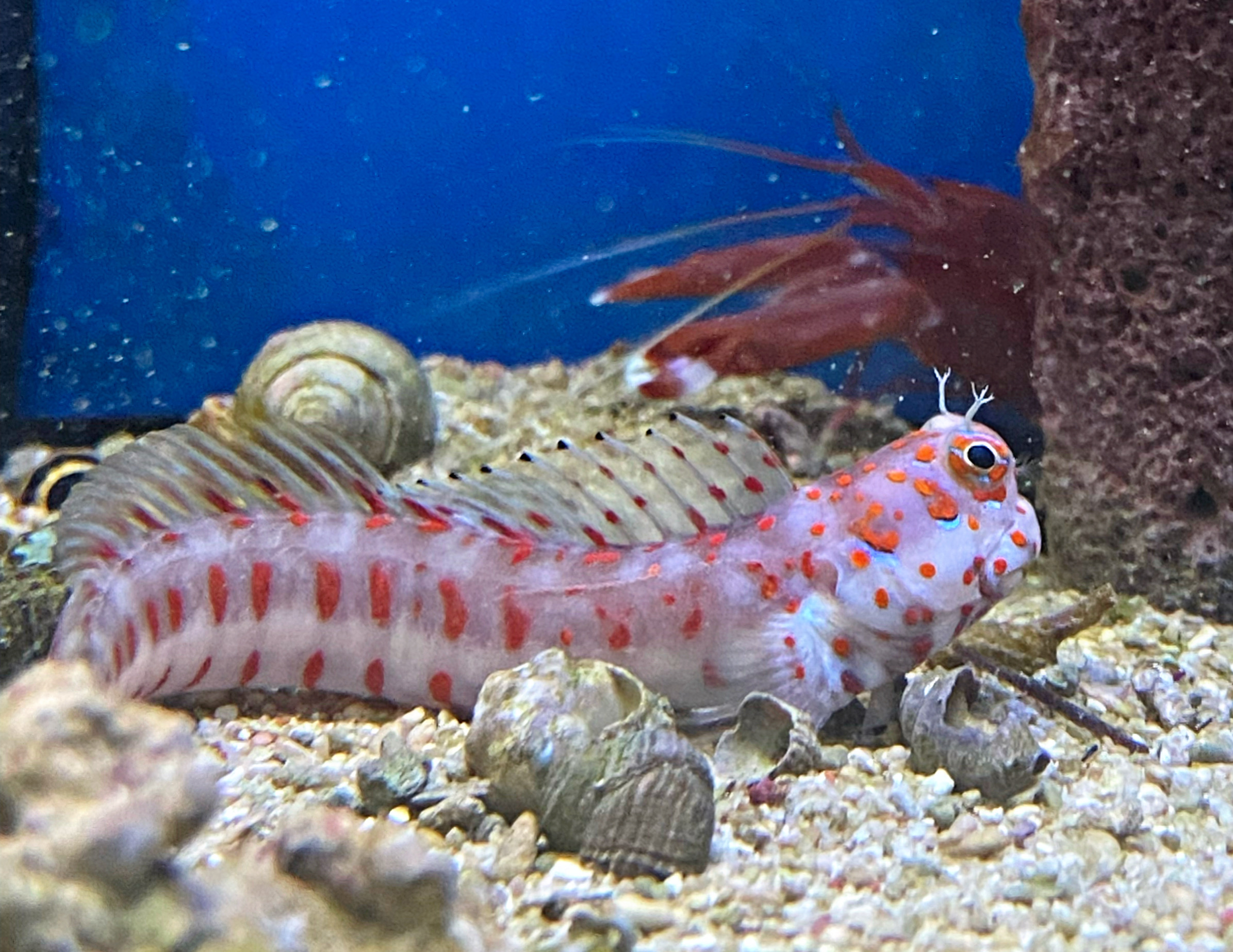 Blenniella chrysospilos Rotpunkt-Schleimfisch