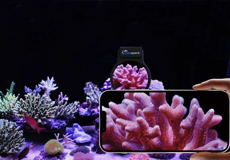 Maxspect Pastel Reef Magnifier - Rifflupe ohne Fotolinse Gr. M