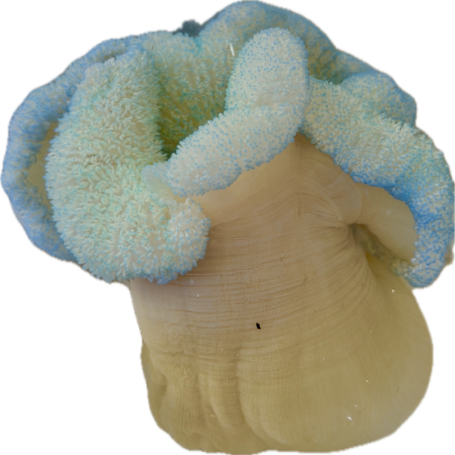 Stichodactyla haddoni - Teppichanemone - Blue/Purple carpet  Kopie