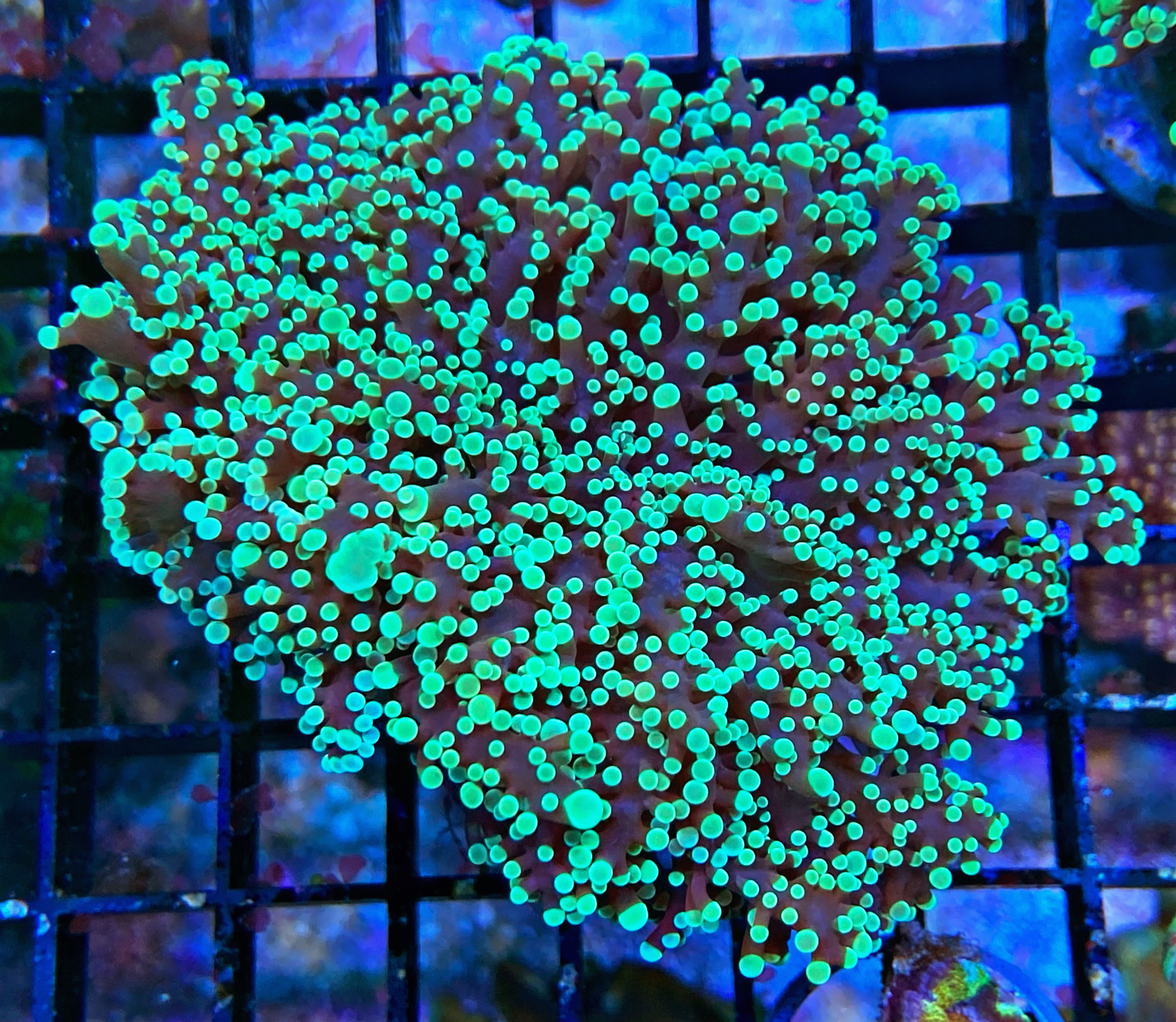 Euphyllia Divisa  - WYSIWYG 9 - green optopus