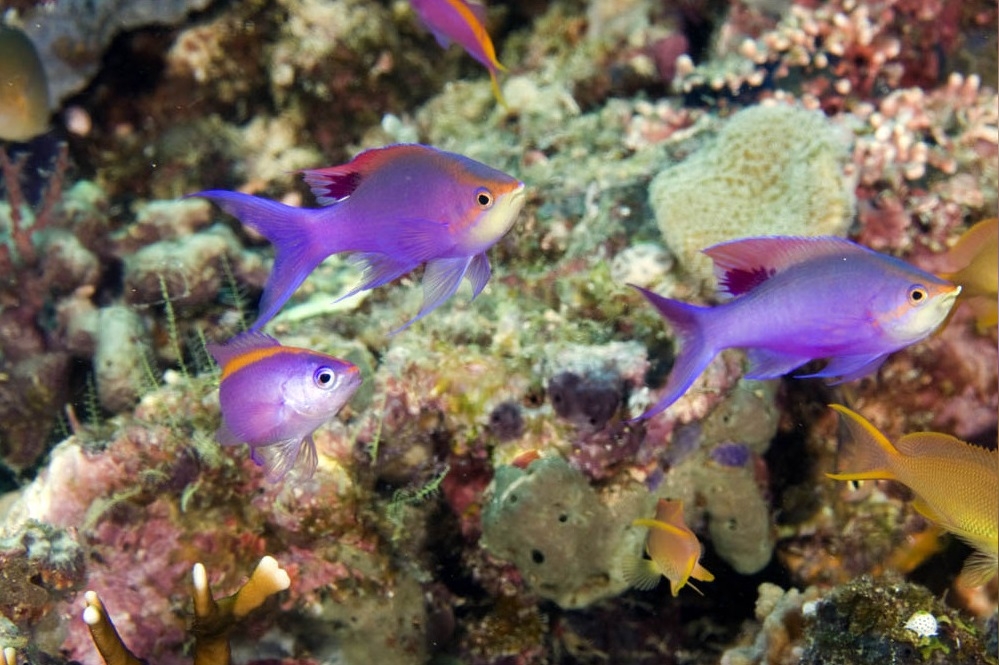 Pseudanthias Tuka Weibchen