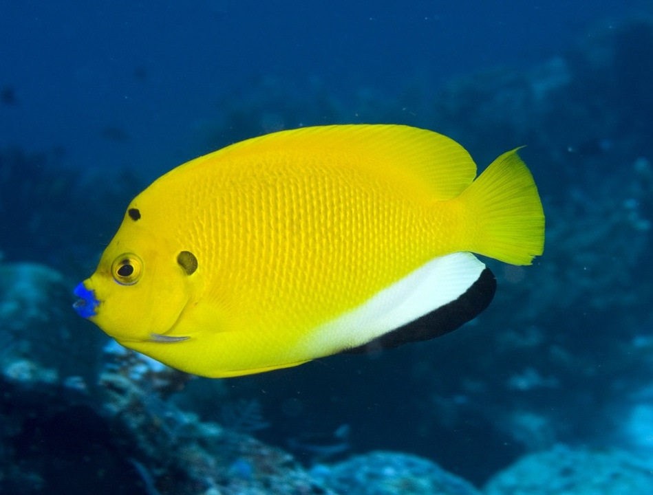 Kaiserfisch Apolemichthys trimaculatus