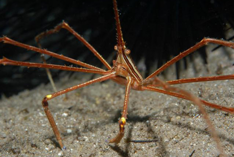 Stenorhynchus seticornis Karibische-Pfeil-Gespensterkrabbe