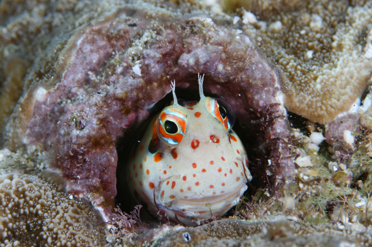 Blenniella chrysospilos Rotpunkt-Schleimfisch