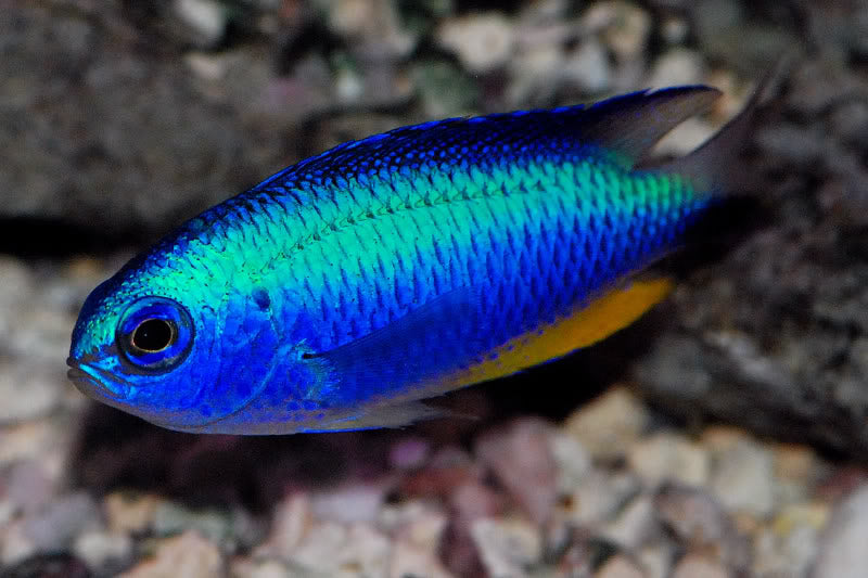 Pomacentrus alleni Andamanen Demoiselle