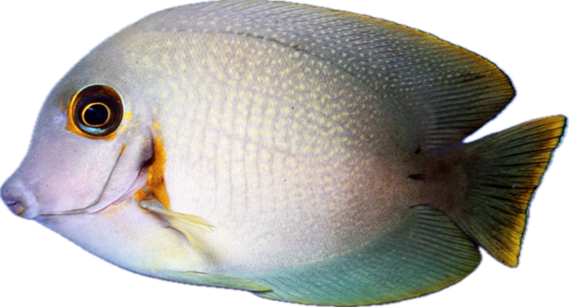 Acanthurus pyroferus - Schokoladen Doktorfisch 
