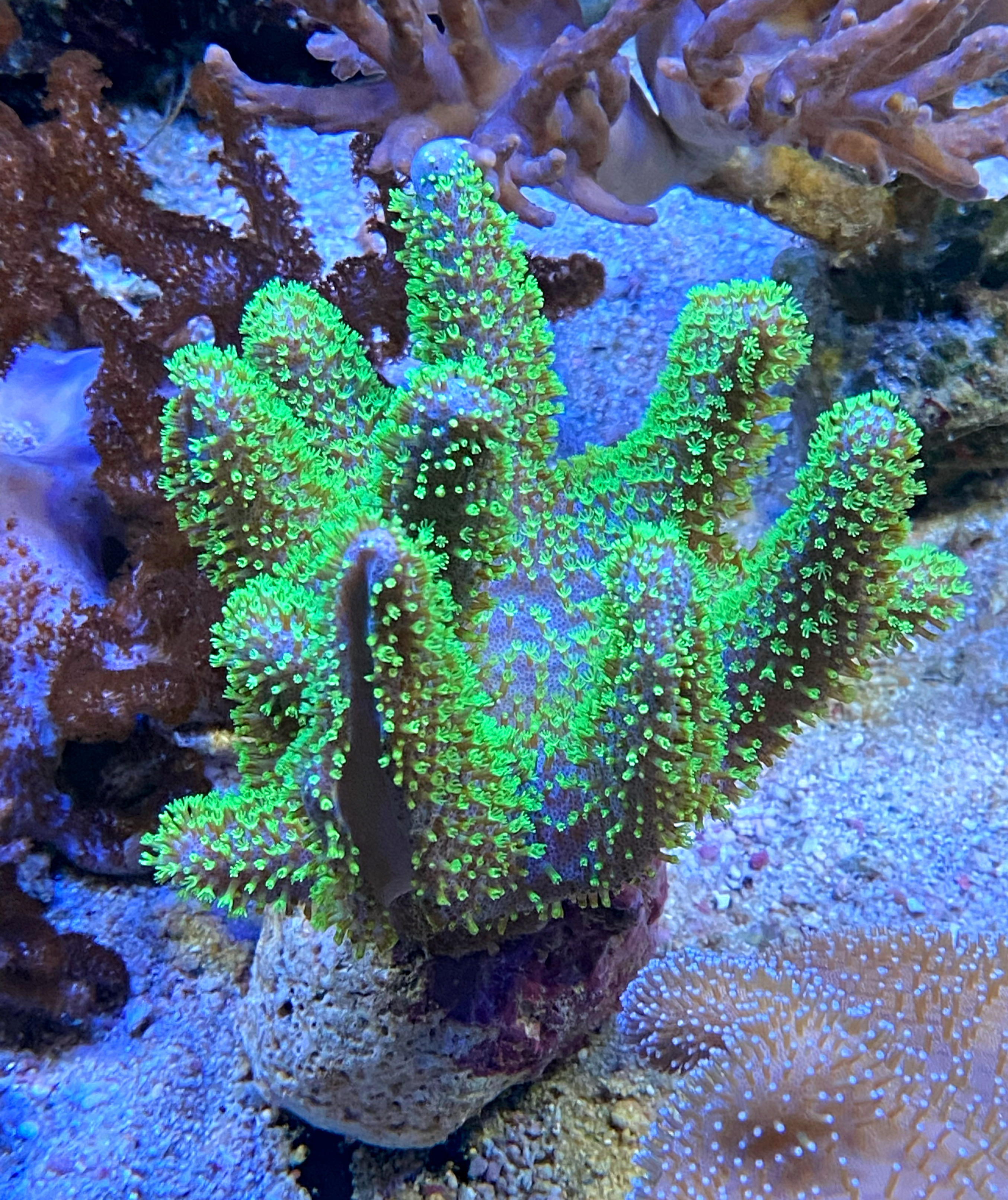 Weichkoralle Lobophytum - Green Polyps - Größe M