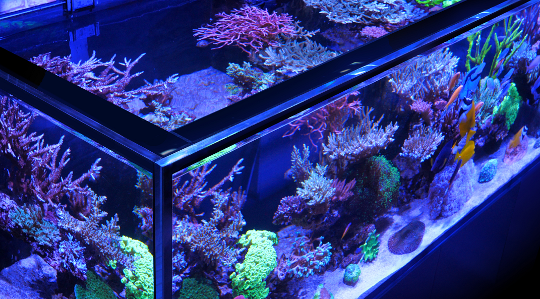 Red Sea REEFER-S 550 G2+  Aquarium