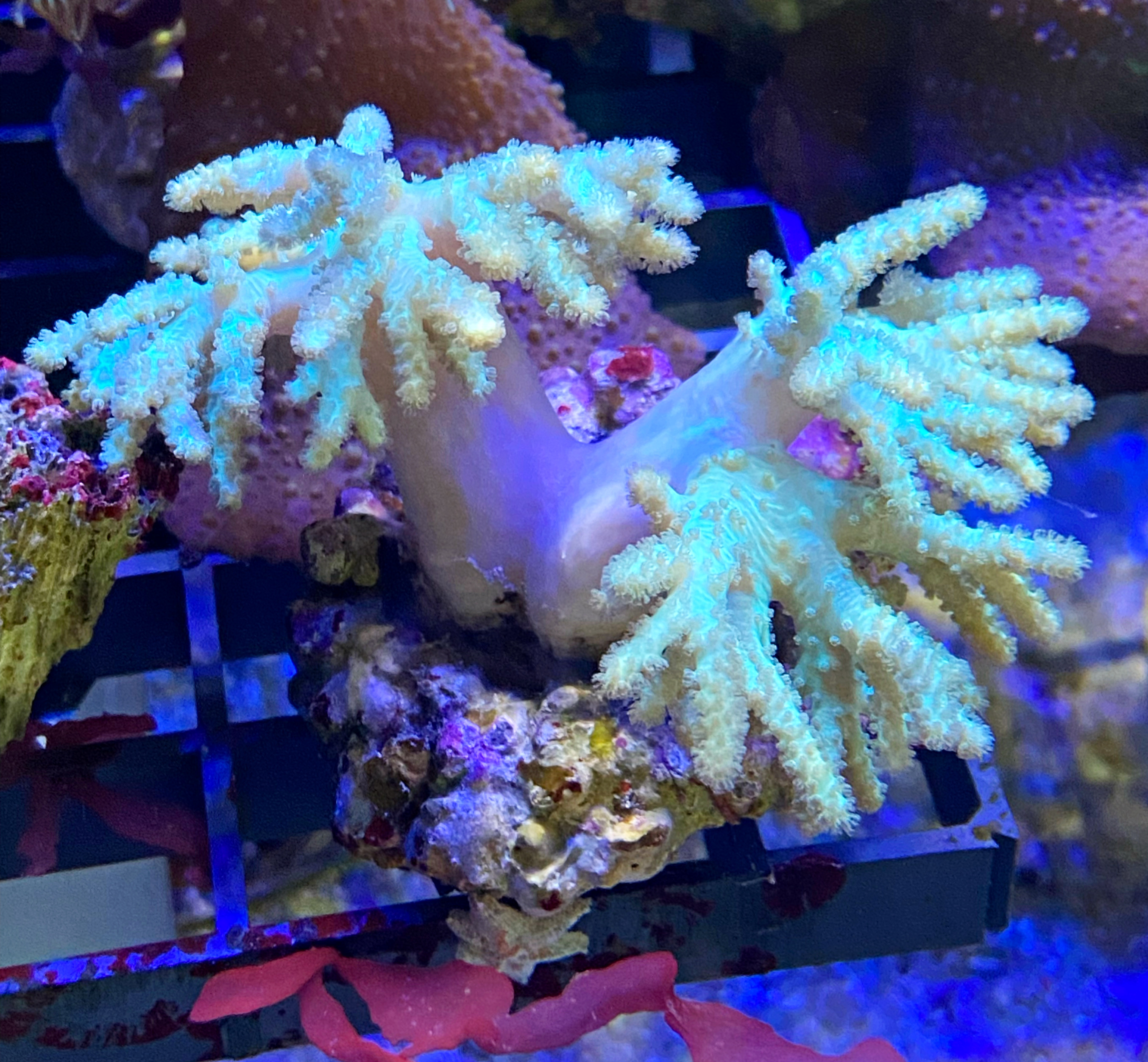 Sinularia spec. - Gelbe Fingerlederkoralle