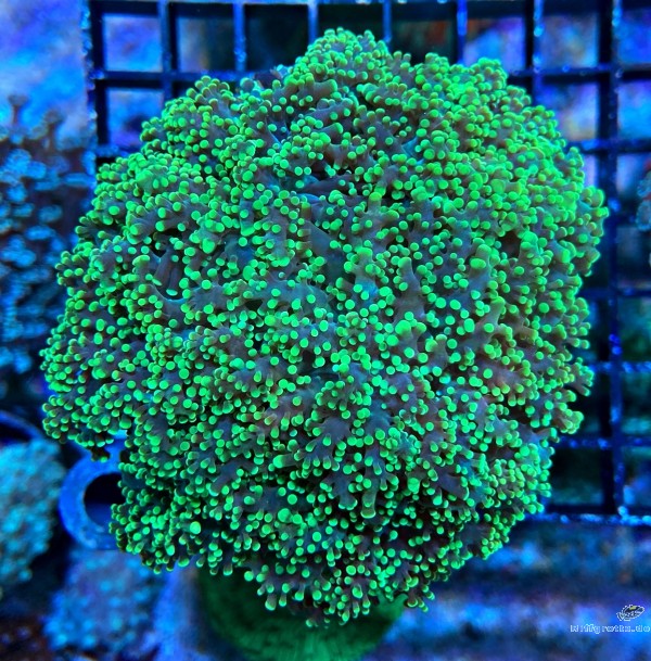 Euphyllia paradivisa Green Color