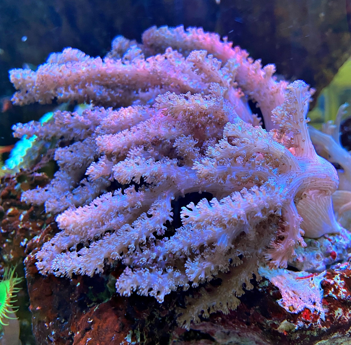 Klyxum sp. Schleimige Weichkoralle-M
