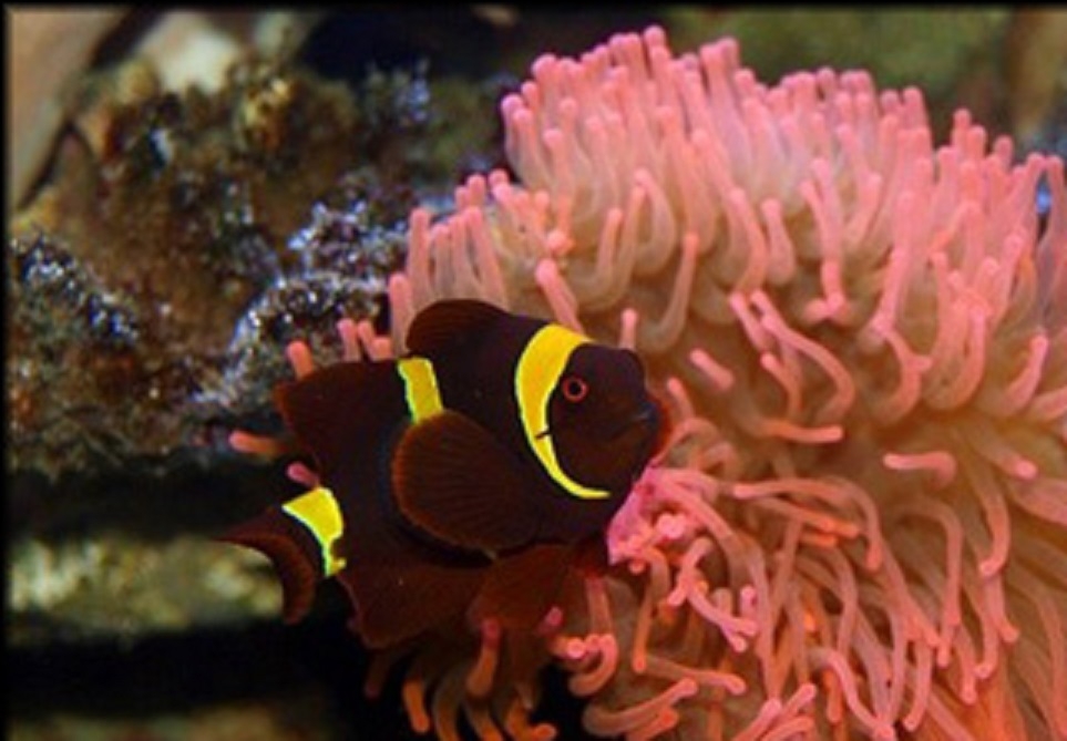 Amphiprion epigrammata Gelbbinden-Samtkorallenfisch