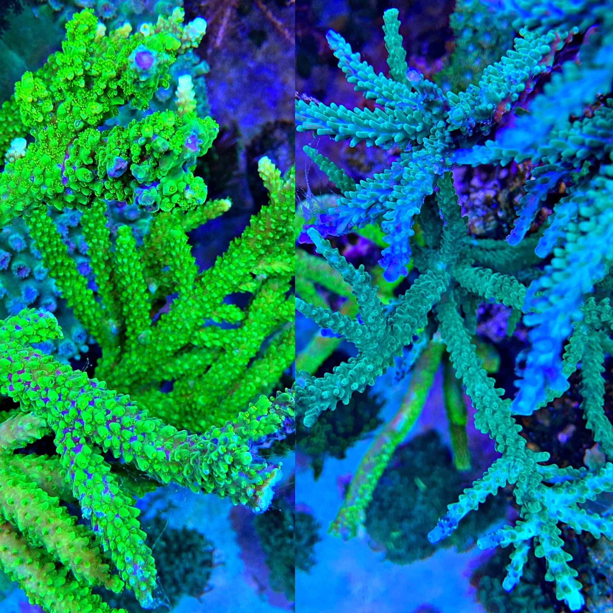 Acropora Set - Acropora tumida + Acropora loisetteae