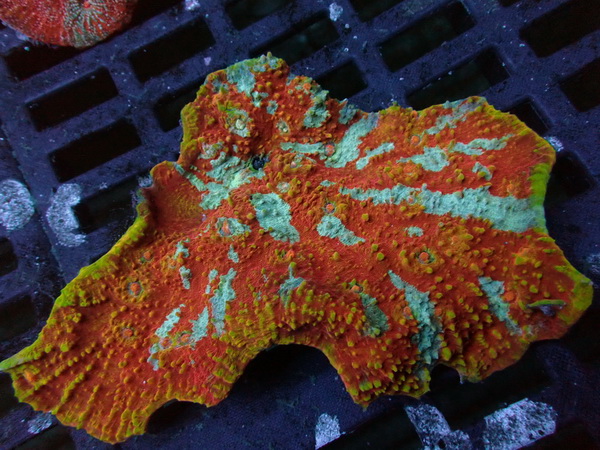 Echinophyllia sp. Chalice Coral - Ultra Color - WYSIWYG E2