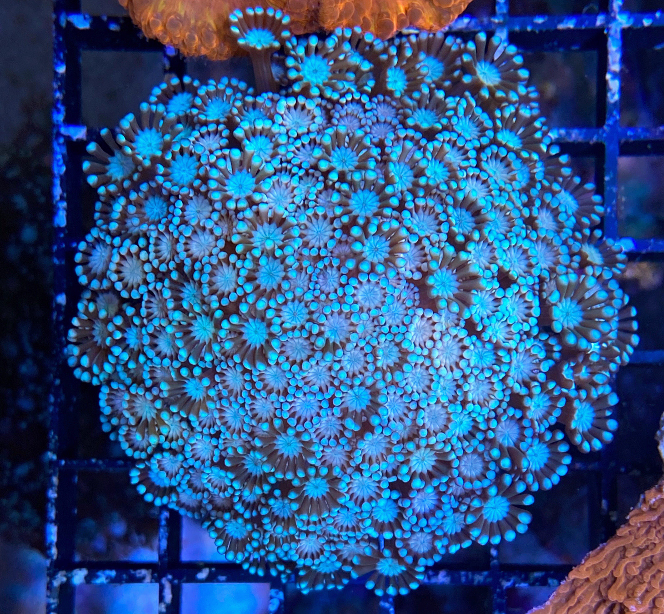 Margeritenkoralle: Alveopora gigas