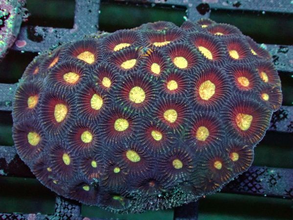 Favia spec. Red Sun-  Australien WYSIWYG 90