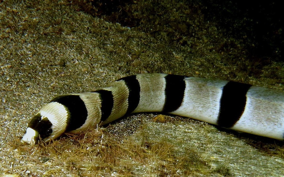 Geringelter Schlangenaal - Myrichthys colubrinus
