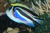 Genicanthus bellus Pracht-Lyrakaiserfisch Female