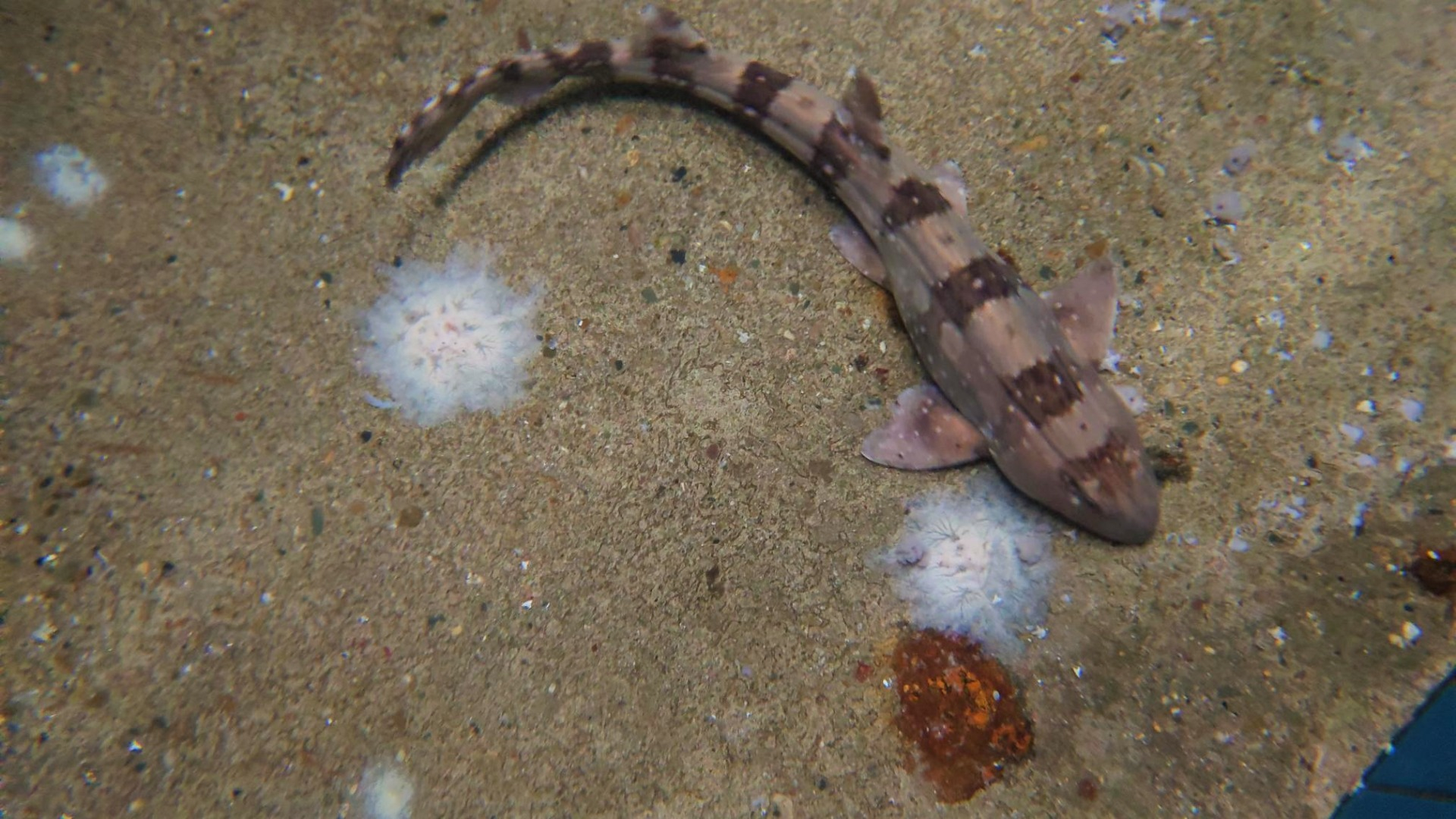 Chiloscyllium plagiosum - Weißgepunkteter Bambushai