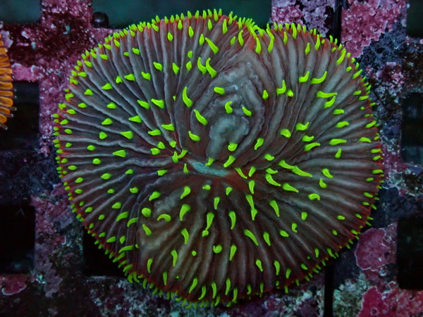 Fungia repanda - Plattenkoralle - Ultra Green Tentacle   - WYSIWYG4