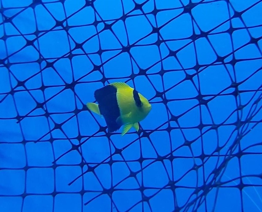 Zwergkaiser Centropyge bicolor Blaugelber Zwergkaiserfisch -NZ