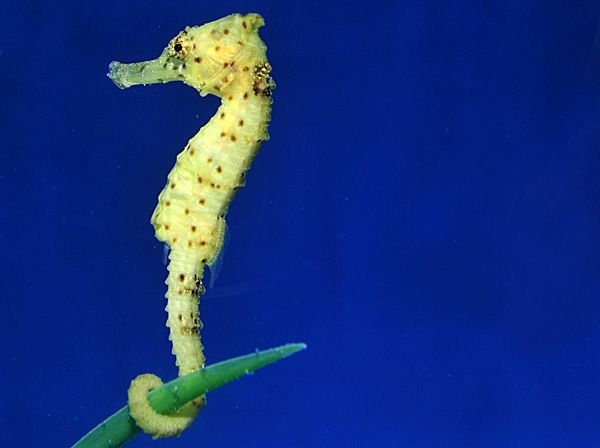 Hippocampus kuda: Langschnäuziges Seepferdchen Farbe gelb