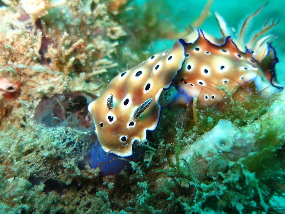  Chromodoris/ Glossodoris spec. - Nacktschnecke