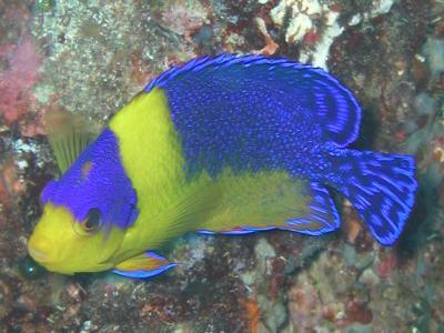 Centropyge venusta: purpurmasken Zwergkaiserfisch