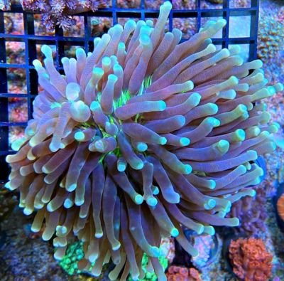 Heliofungia actiniformis Anemonen Pilzkoralle Ultra Color Heliofungia actiniformis Anemonen Pilzkoralle Ultra Color