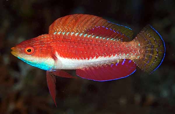 Cirrhilabrus cyanogularis - Zwerglippfisch-S Cirrhilabrus cyanogularis - Zwerglippfisch-S