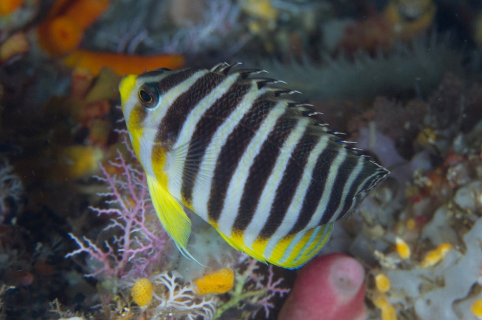 Paracentropyge multifasciata - Zebra-Zwergkaiserfisch