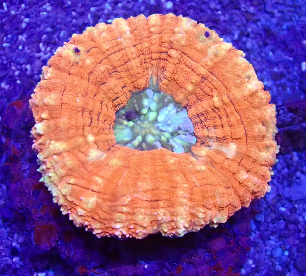 Symphyllia spec. Steinkorallen - Ultra Two Tone special - WYSIWYG 191