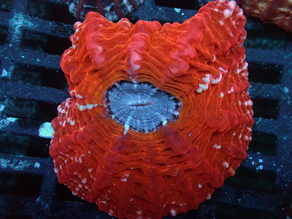  Cynarina lacrymalis - Tränenkoralle  - Ultra red- WYSIWYG 136c