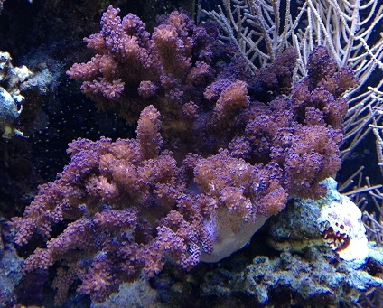 Klyxum sp. Schleimige Weichkoralle-M