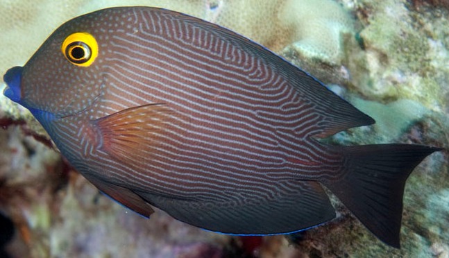 Ctenochaetus strigosus Goldring-Borstenzahn-Doktorfisch