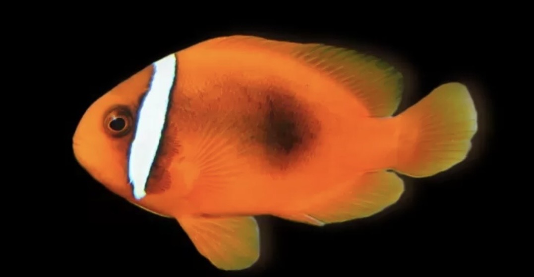 Amphiprion frenatus - Grünkohlen Anemonenfisch - Nachzucht