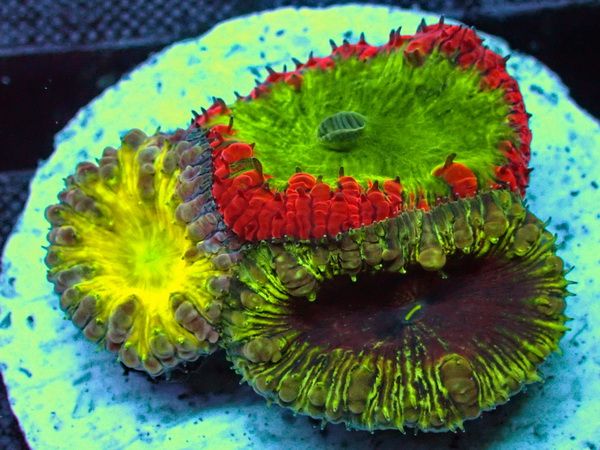 Blastomussa wellsi 3 Großpolypige Steinkoralle Ultra Color Mix 