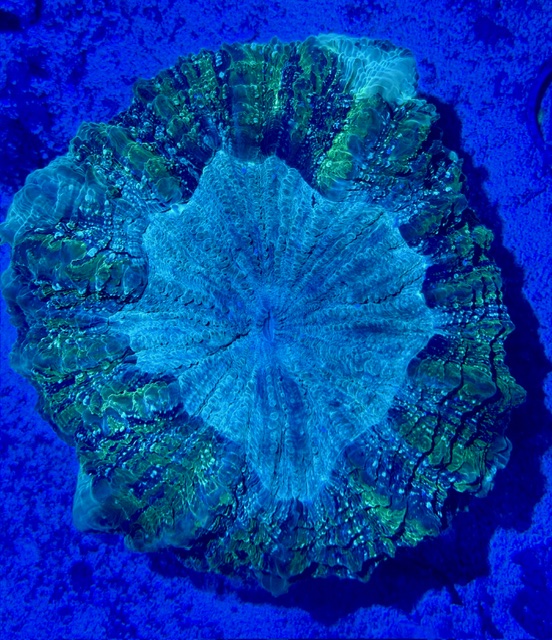 Acanthophyllia deshayesiana -Tränenkoralle - WYSIWYG 136 - green mirrow