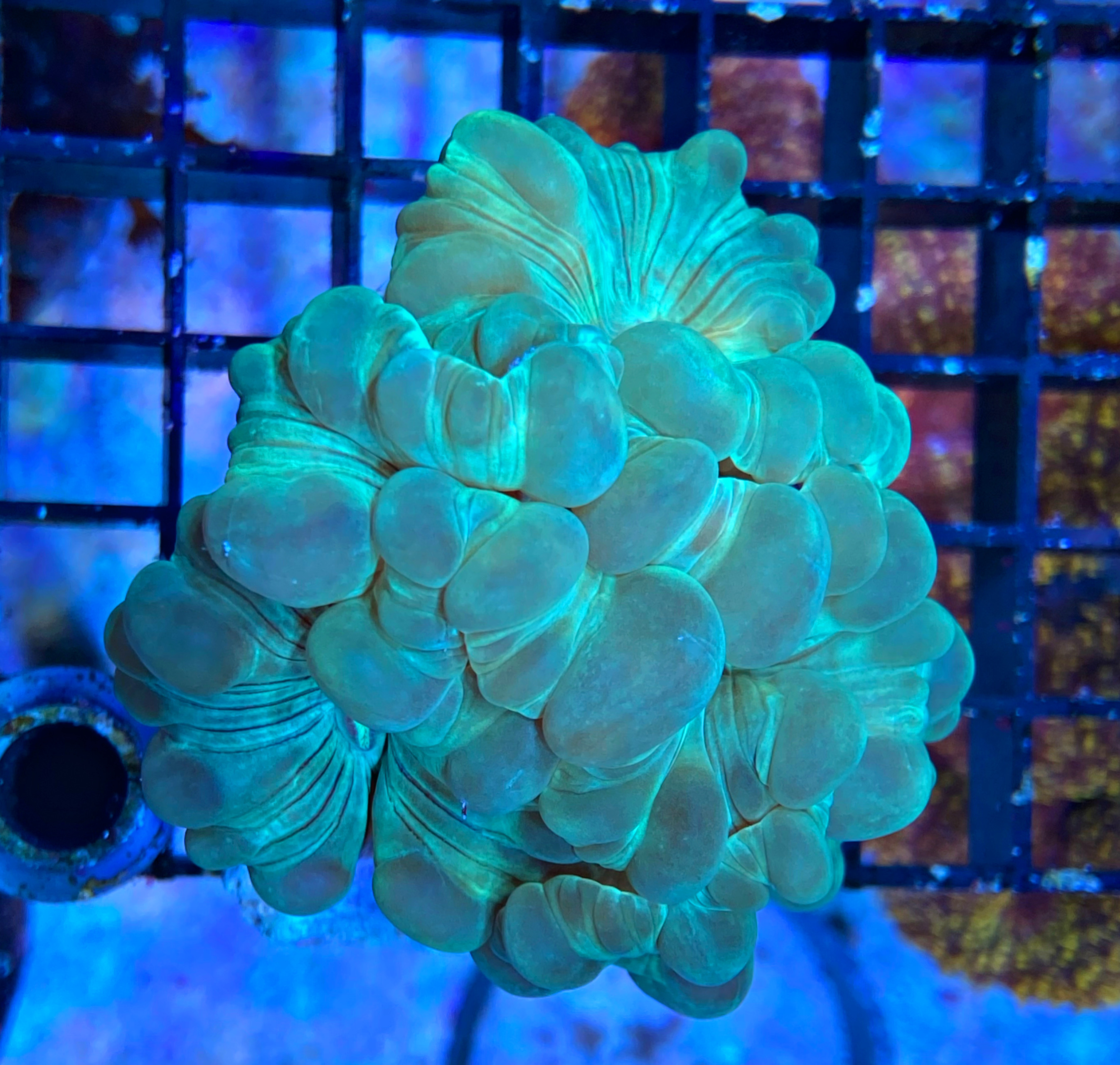 Nemenzophyllia turbida Jasmine-Koralle - grün