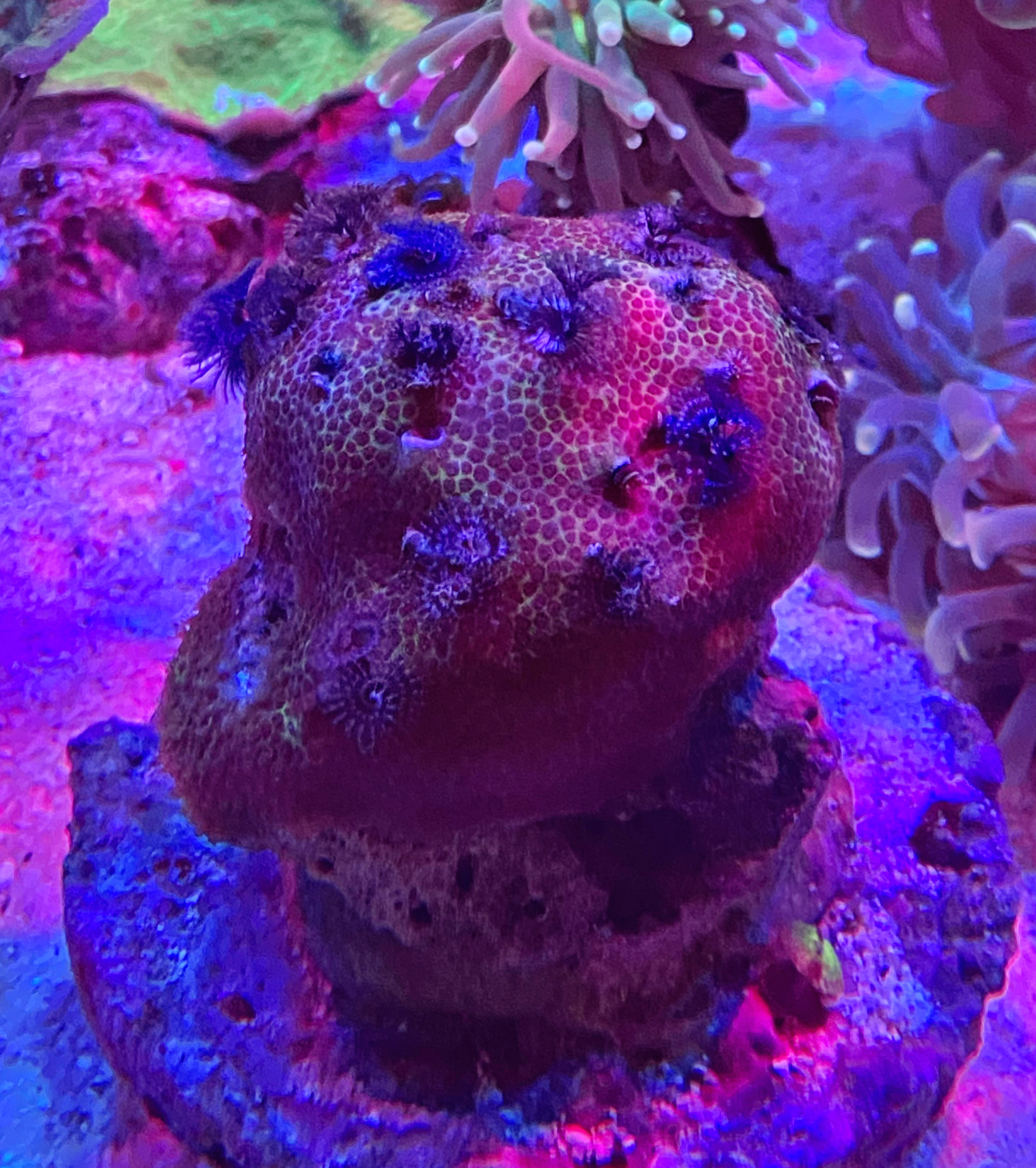 Porites lobata - Multicolor  - S