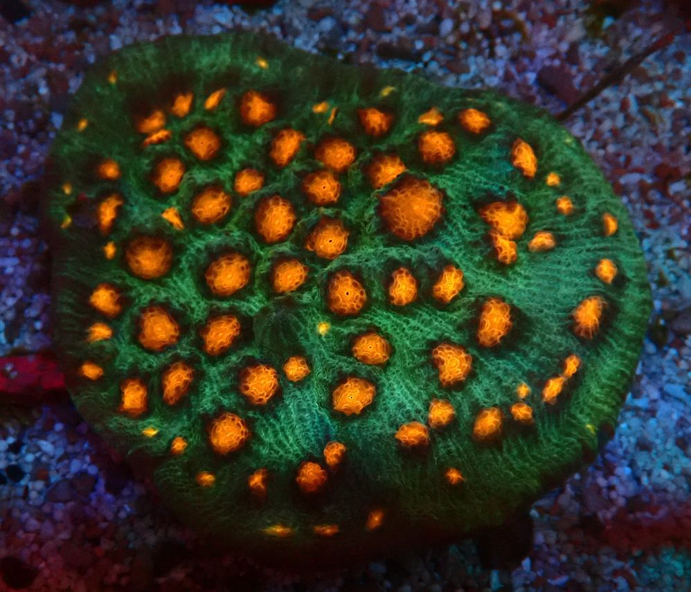  Mycedium Robokaki - Chalice Orange Eye WYSIWYG 10
