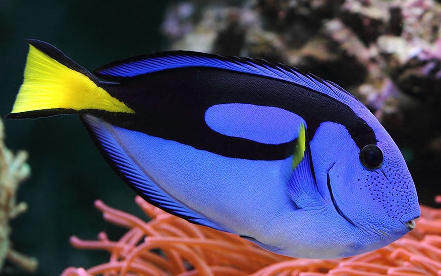 Paracanthurus hepatus Paletten-Doktorfisch