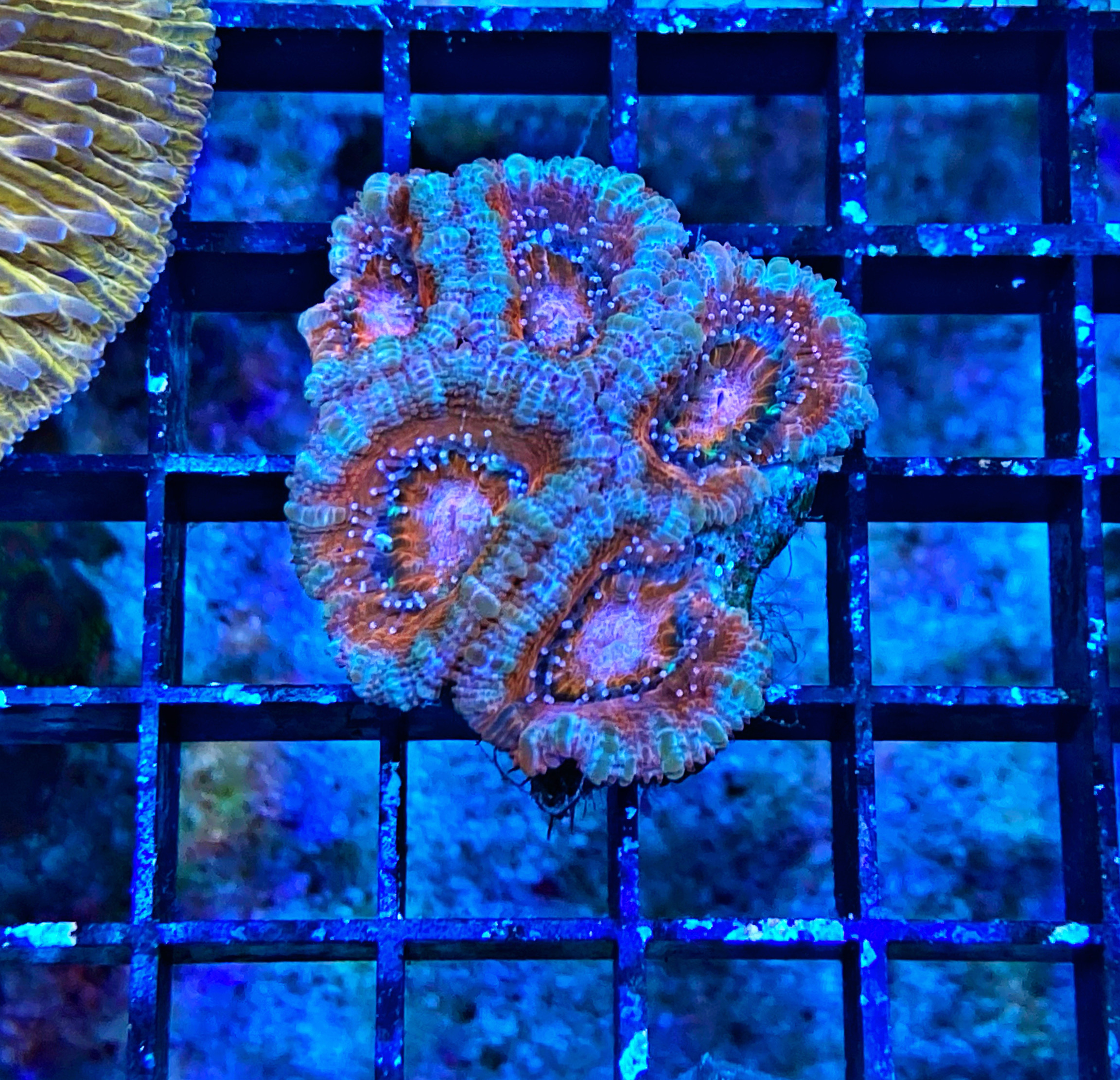 Acanthastrea lordhowensis - Großpolypige Steinkoralle - Color flash - WYSIWYG 123