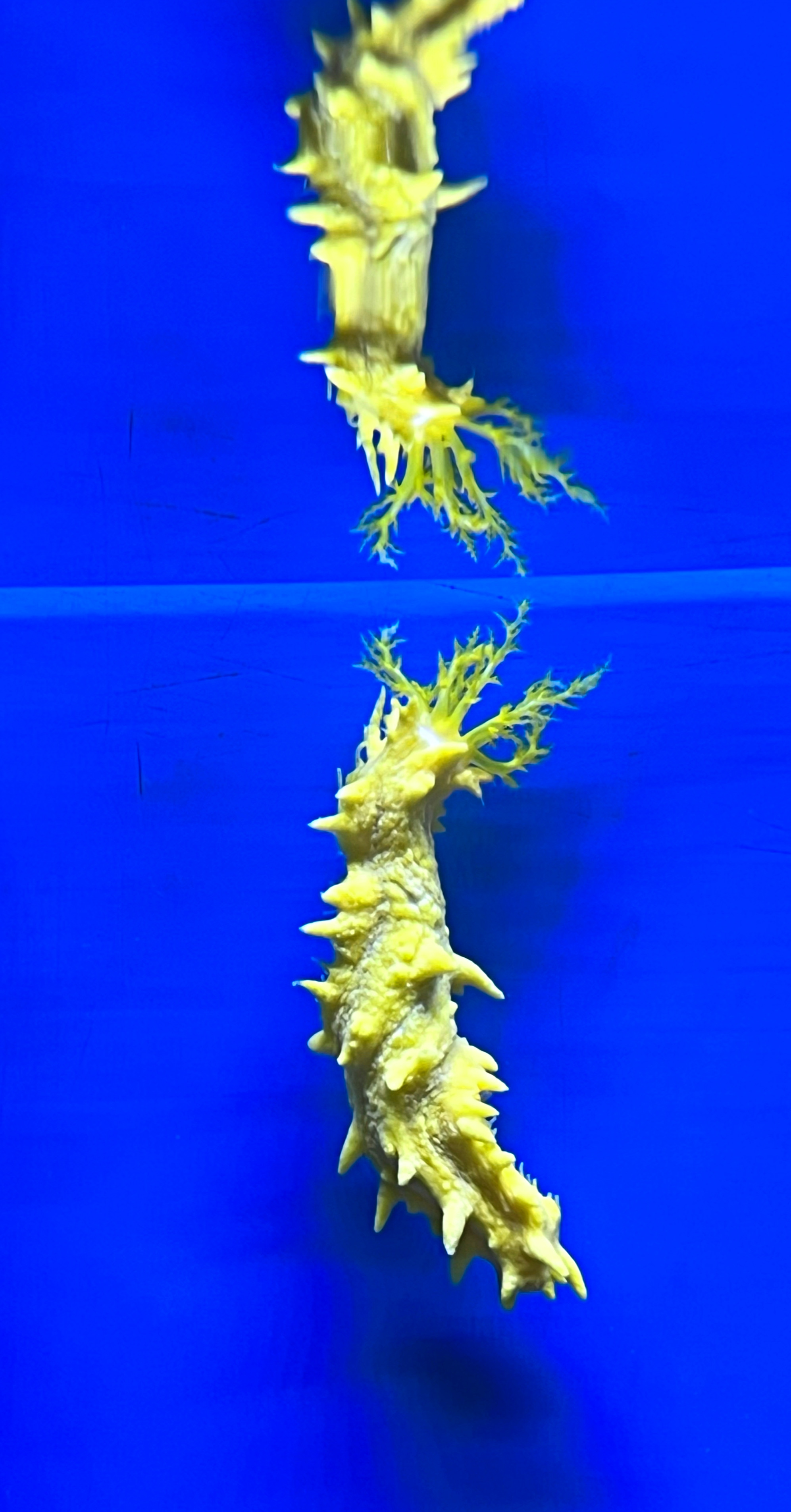 Colochirus robustus - Gelbe Seewalze