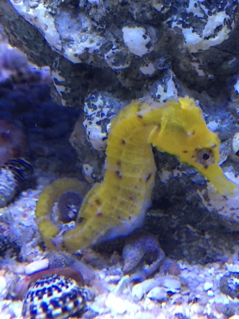 Hippocampus kuda: Langschnäuziges Seepferdchen Farbe Gelblich 