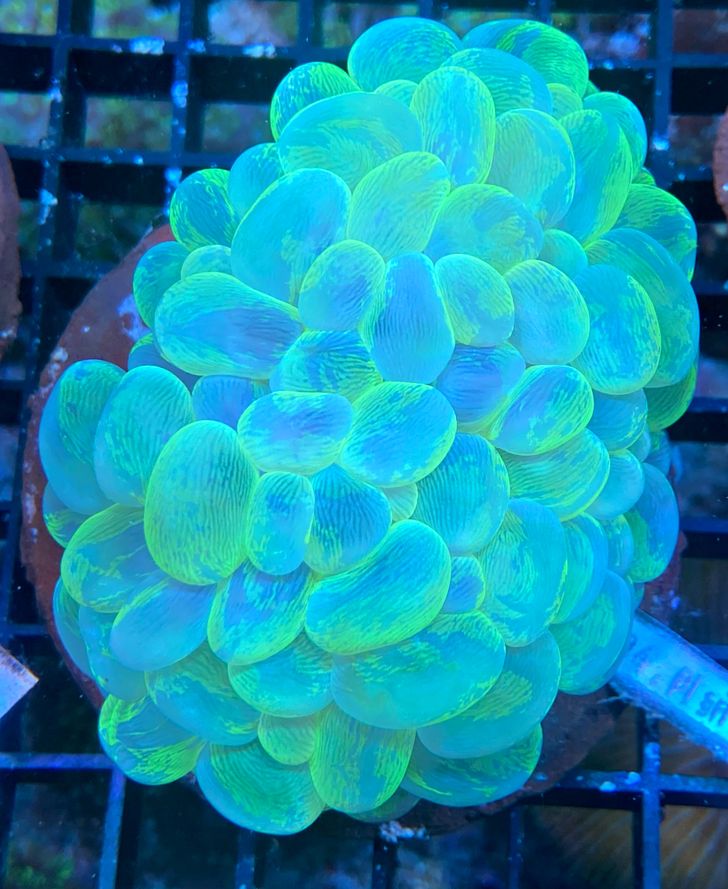 Plerogyra sinuosa Blasenkoralle -Blue/white and green - WYSIWYG106